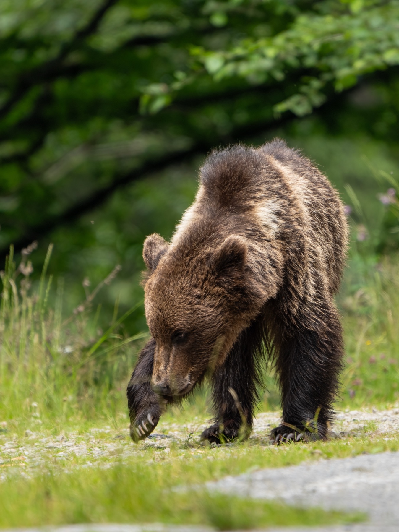Mammals photograph — Brown Bear — naturephotography.art