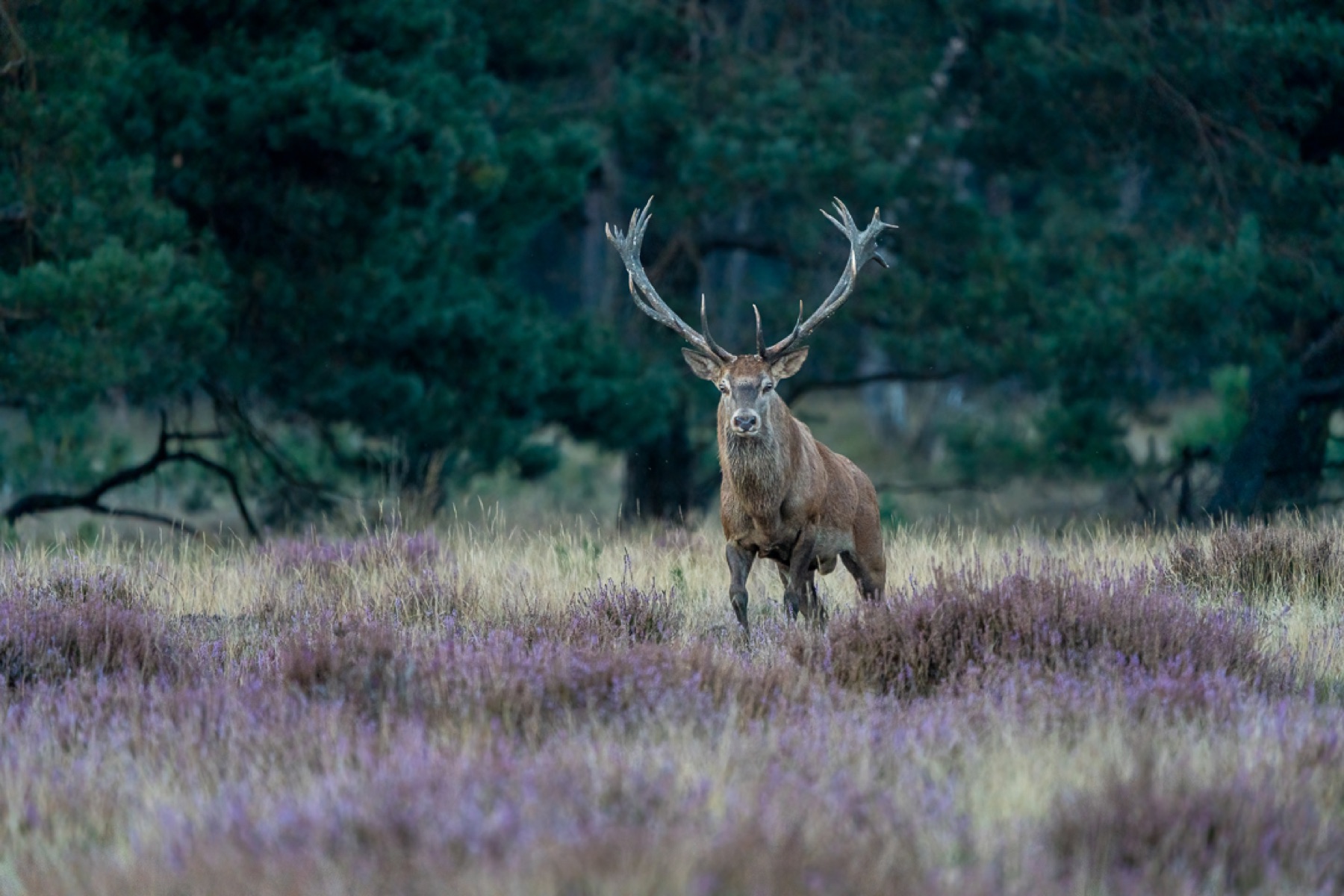 Mammals photograph — Edelhert — naturephotography.art