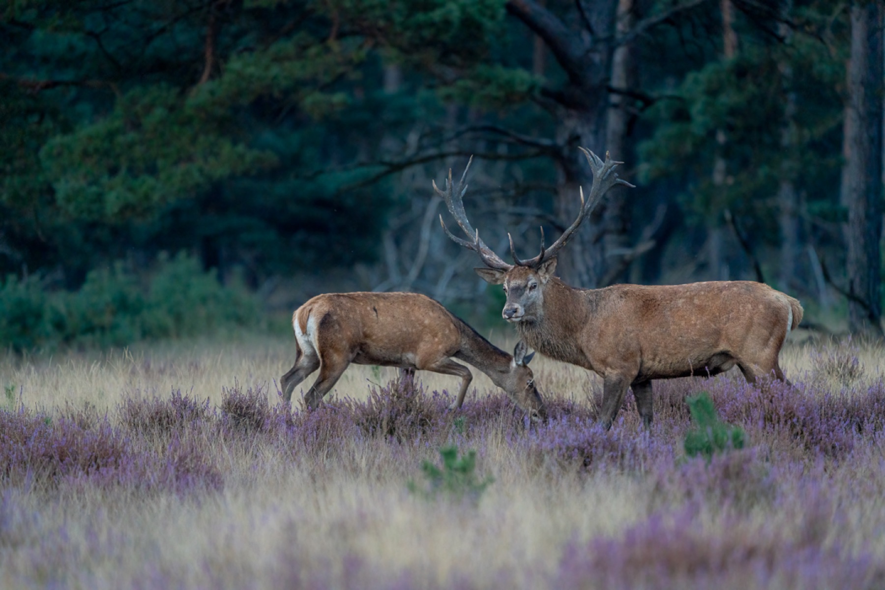 Mammals photograph — Edelhert — naturephotography.art