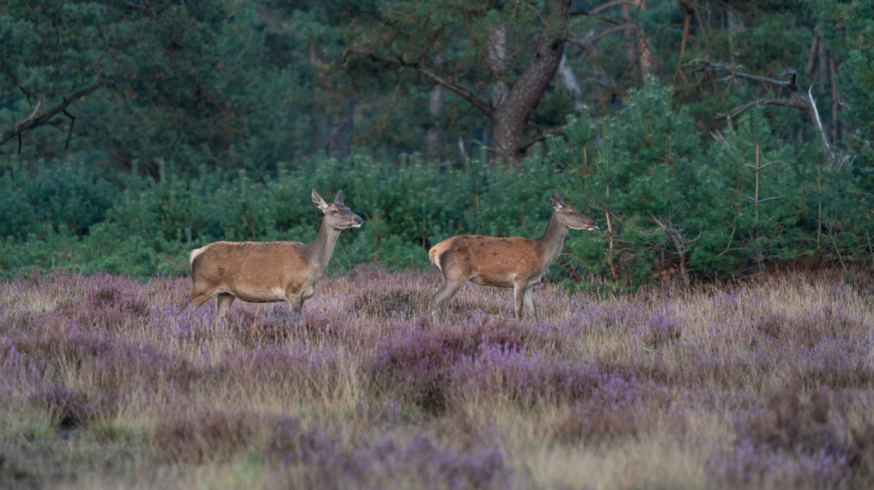 Mammals photograph — Edelhert — naturephotography.art