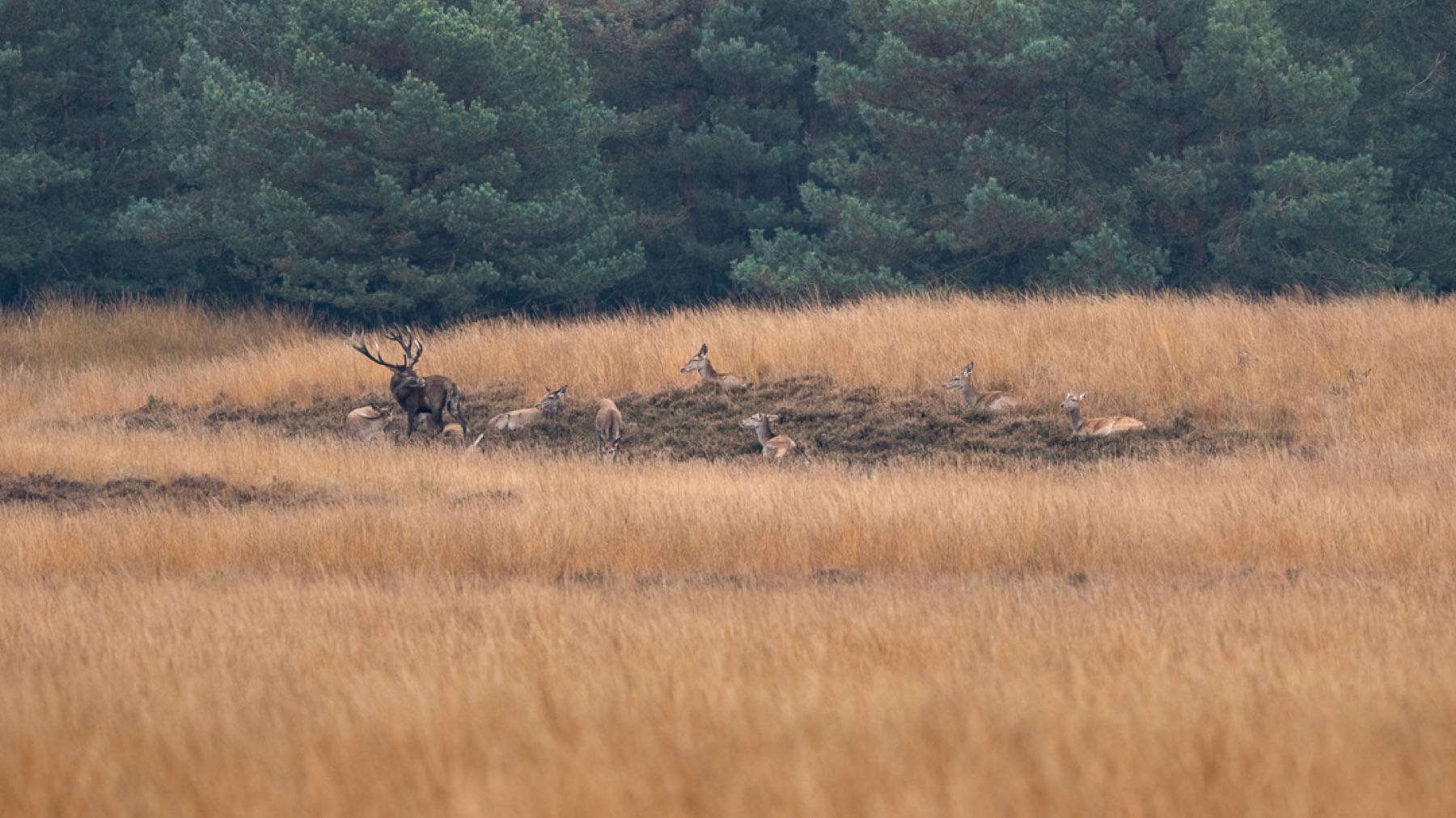 Mammals photograph — Edelhert — naturephotography.art