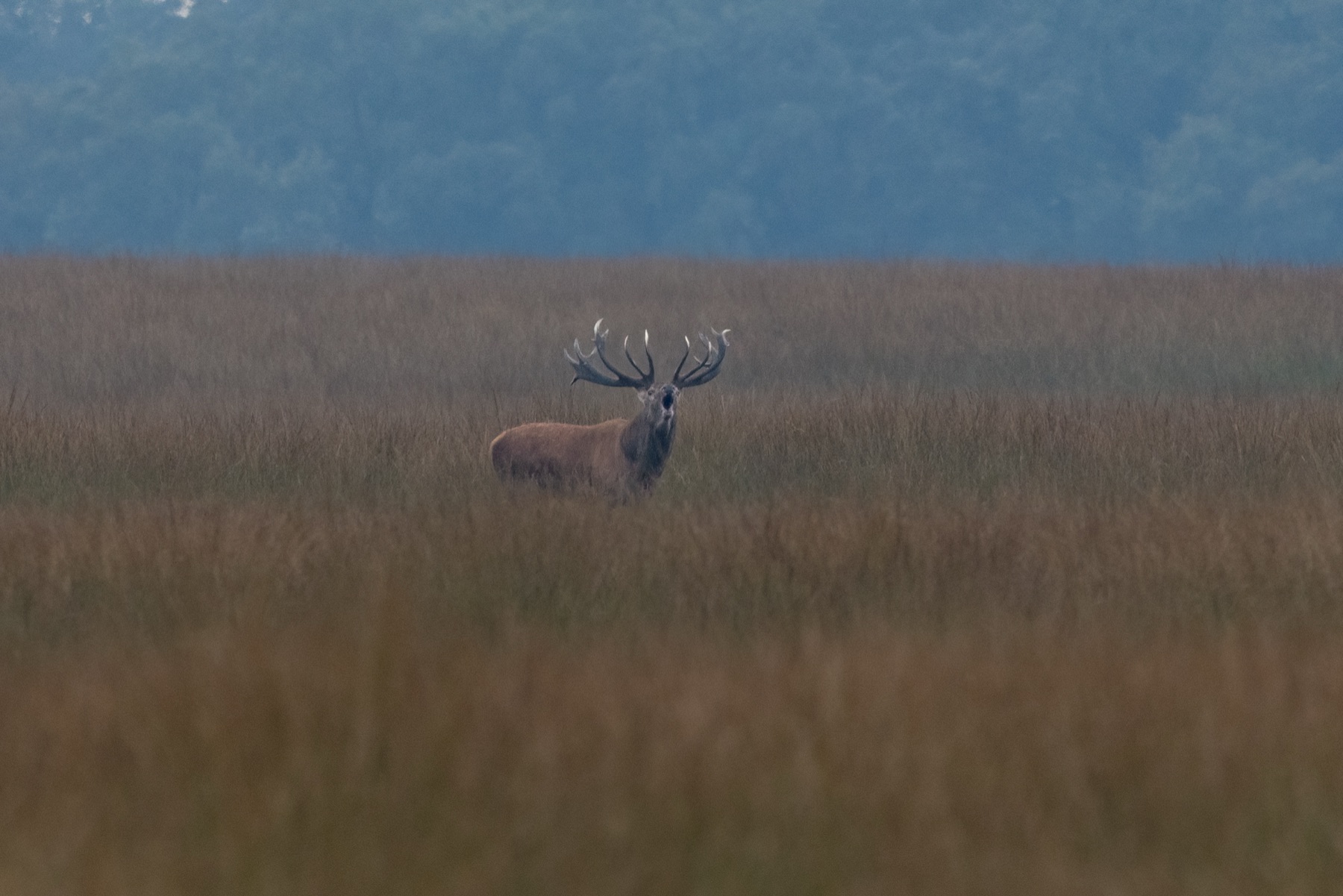 Mammals photograph — Edelhert — naturephotography.art