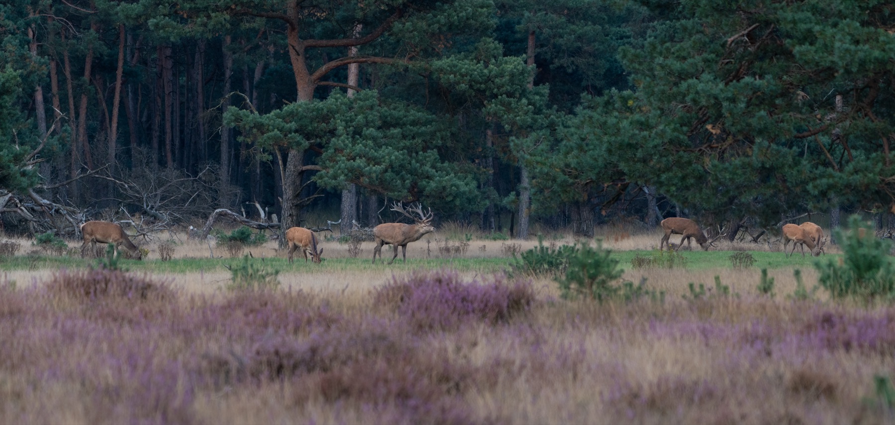 Mammals photograph — Edelhert — naturephotography.art