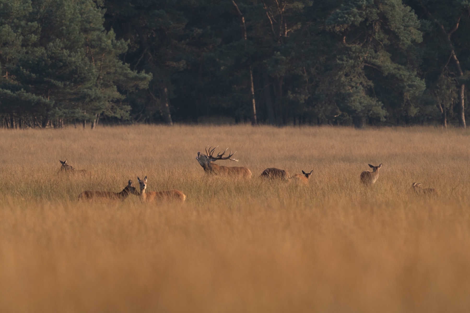 Mammals photograph — Edelhert — naturephotography.art