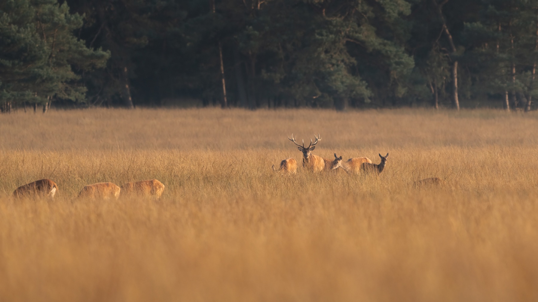 Mammals photograph — Edelhert — naturephotography.art