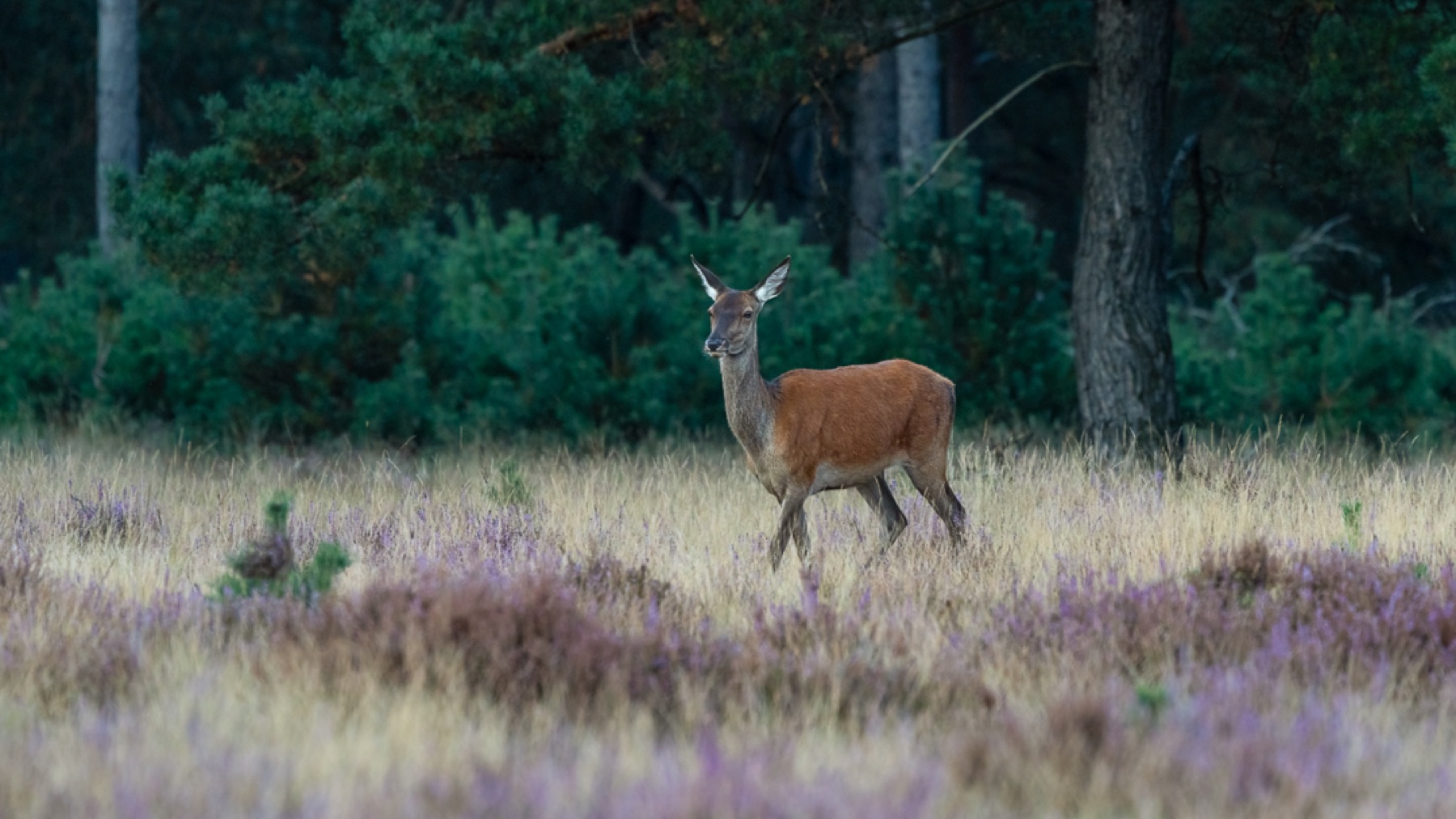 Mammals photograph — Edelhert — naturephotography.art