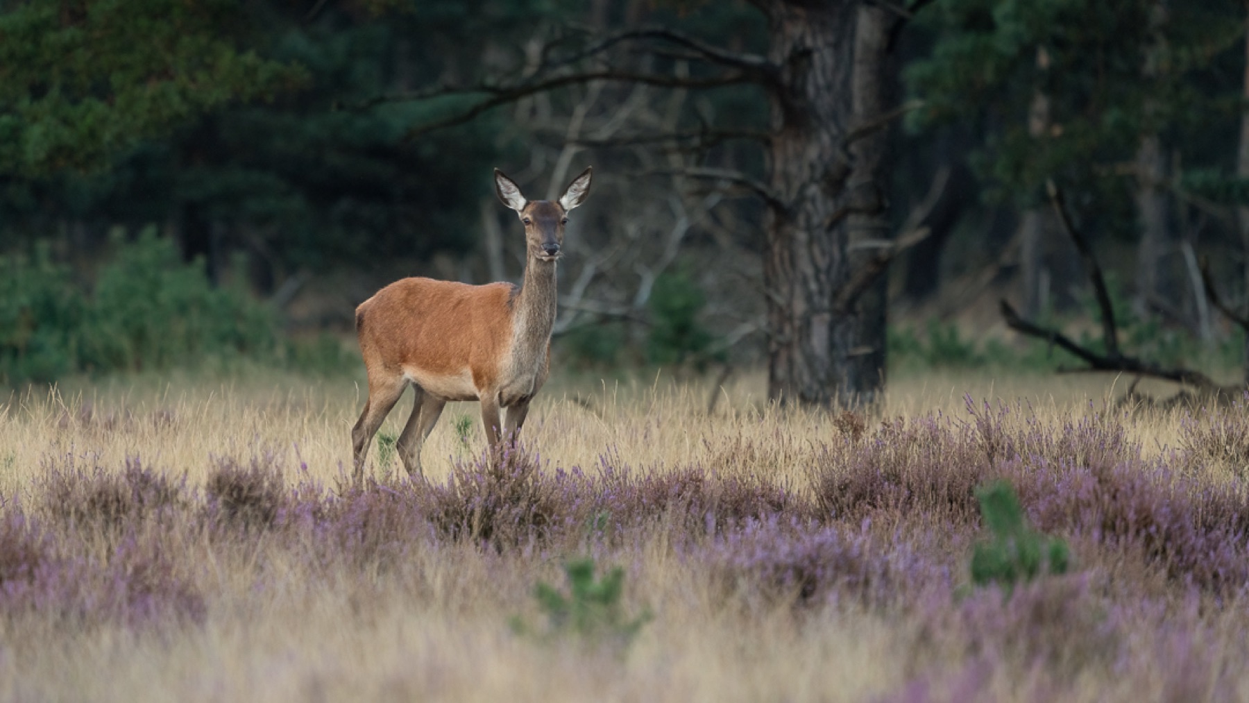 Mammals photograph — Edelhert — naturephotography.art