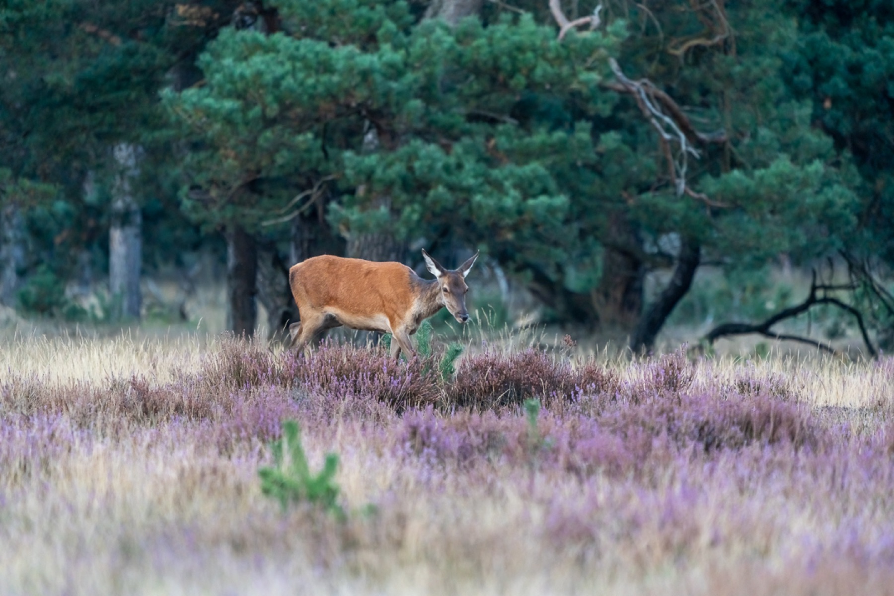 Mammals photograph — Edelhert — naturephotography.art