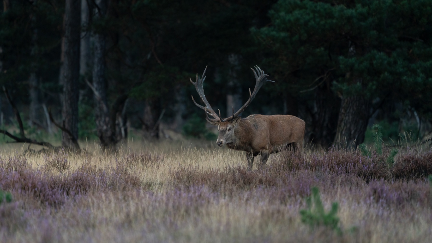 Mammals photograph — Edelhert — naturephotography.art