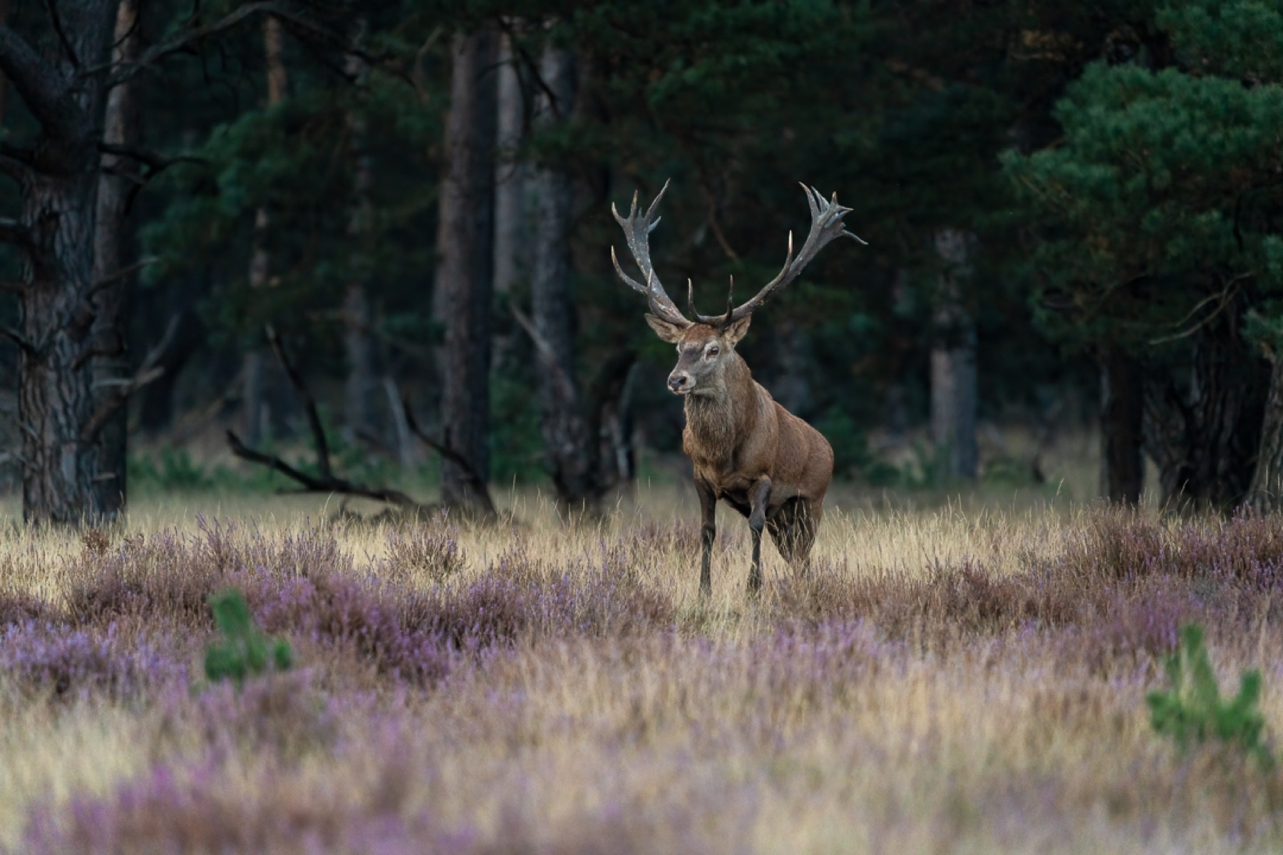 Mammals photograph — Edelhert — naturephotography.art