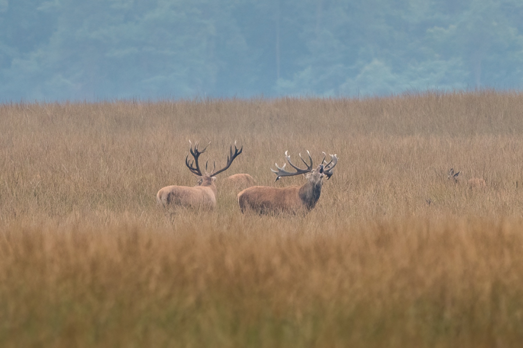 Mammals photograph — Edelhert — naturephotography.art