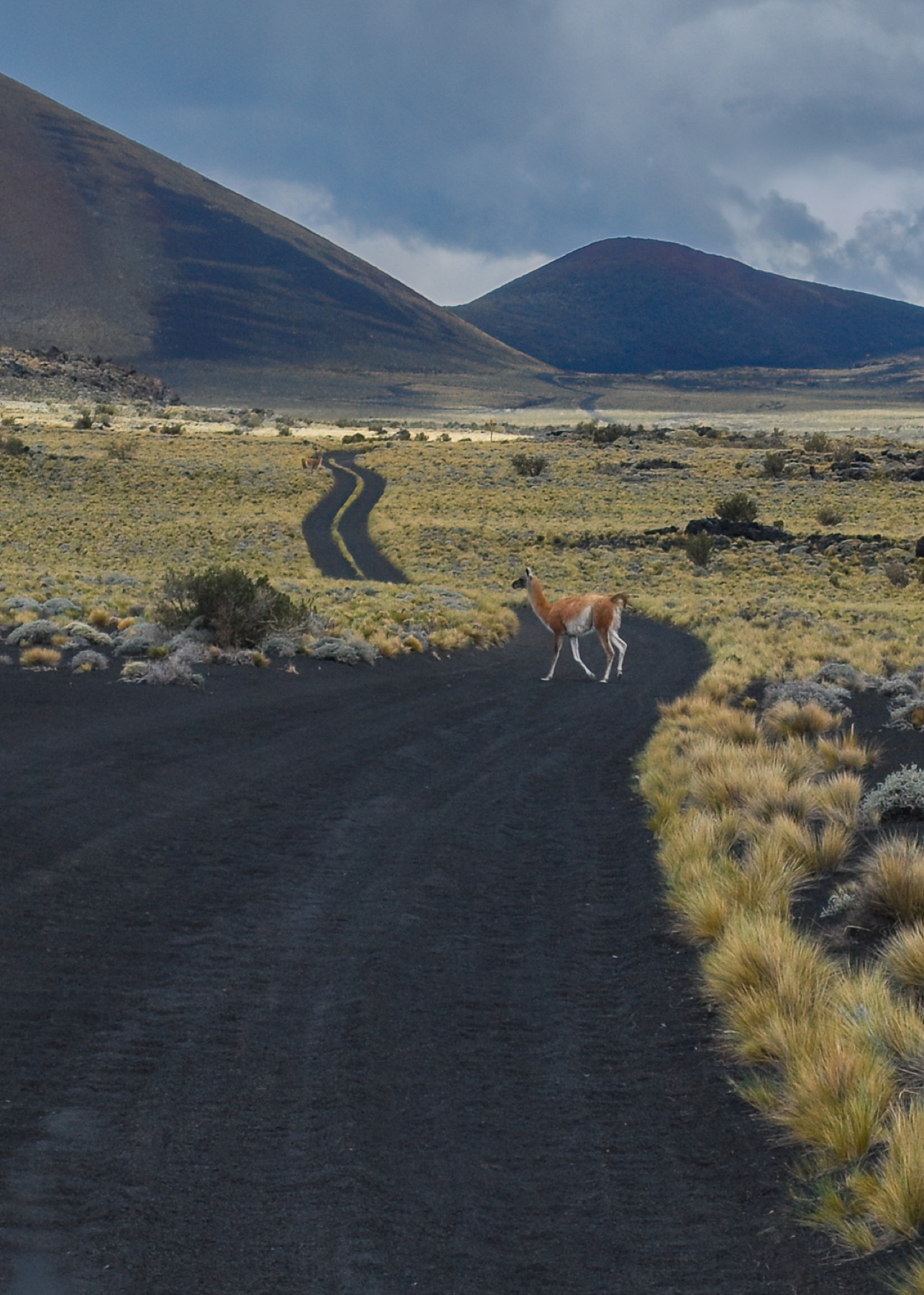 Mammals photograph — Guanaco — naturephotography.art
