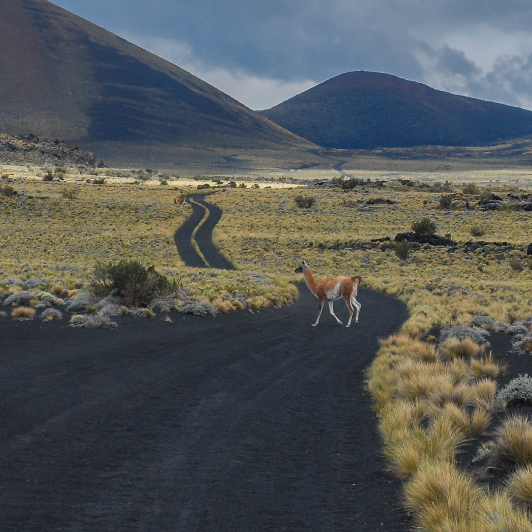 Mammals photograph — Guanaco — naturephotography.art