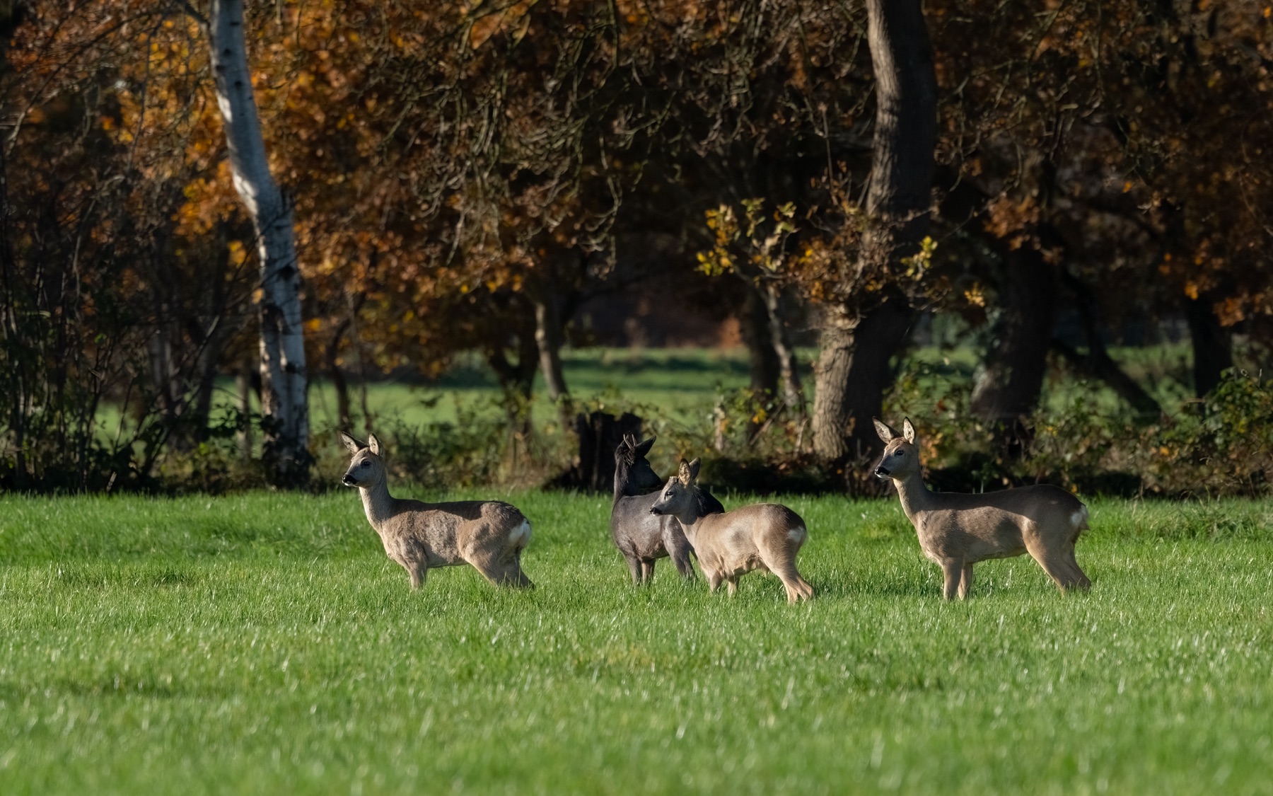 Mammals photograph — Reeen/Roe deer — naturephotography.art