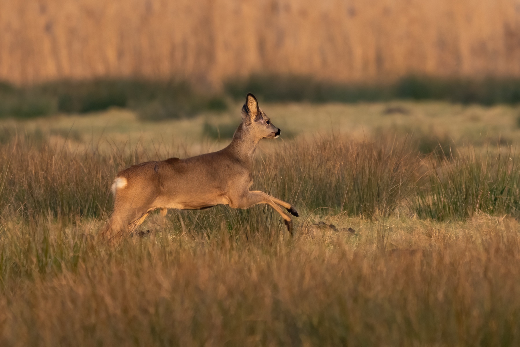 Mammals photograph — Reeen/Roe deer — naturephotography.art