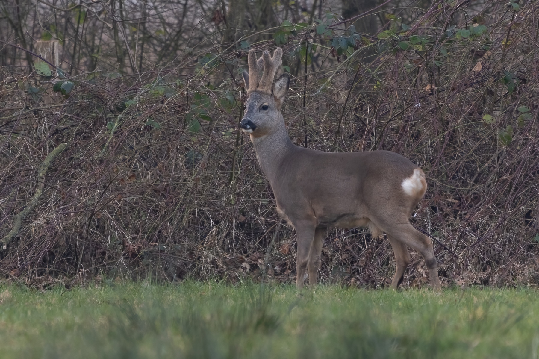 Mammals photograph — Reeen/Roe deer — naturephotography.art