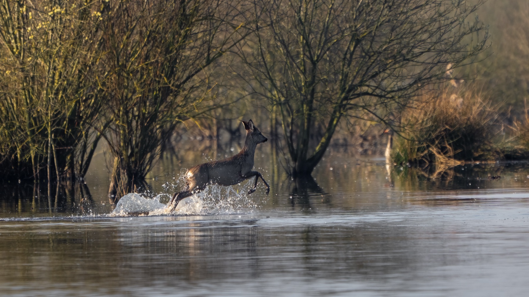 Mammals photograph — Reeen/Roe deer — naturephotography.art
