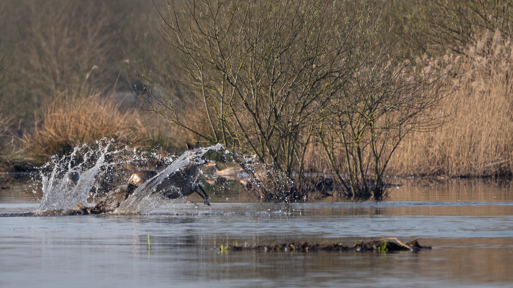 Mammals photograph — Reeen/Roe deer — naturephotography.art