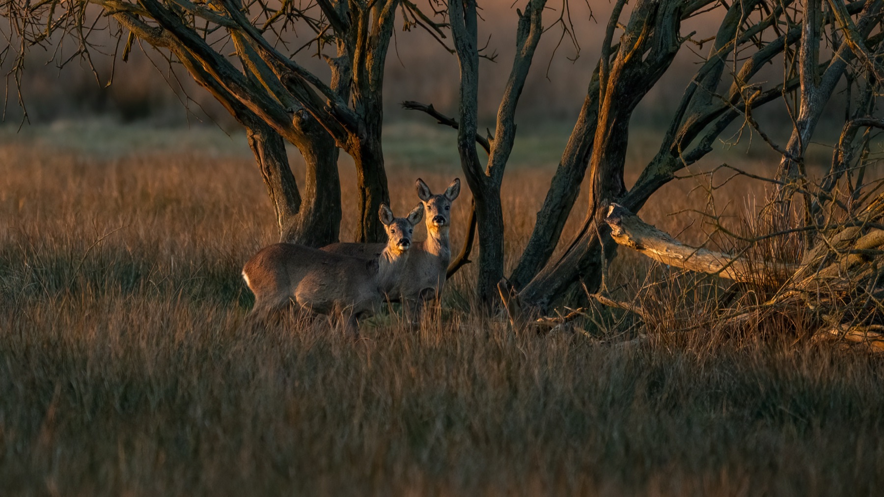 Mammals photograph — Reeen/Roe deer — naturephotography.art