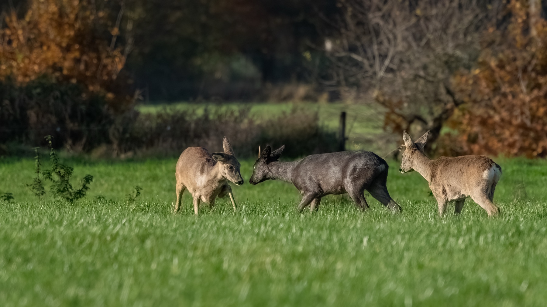 Mammals photograph — Reeen/Roe deer — naturephotography.art