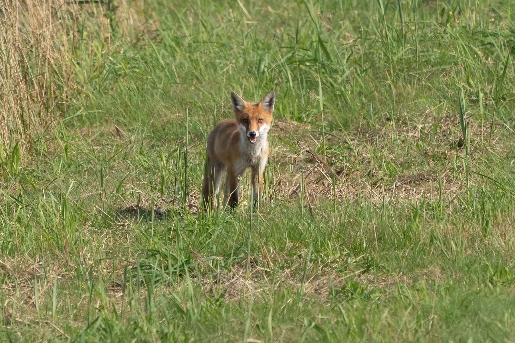 Mammals photograph — Vos/Fox — naturephotography.art