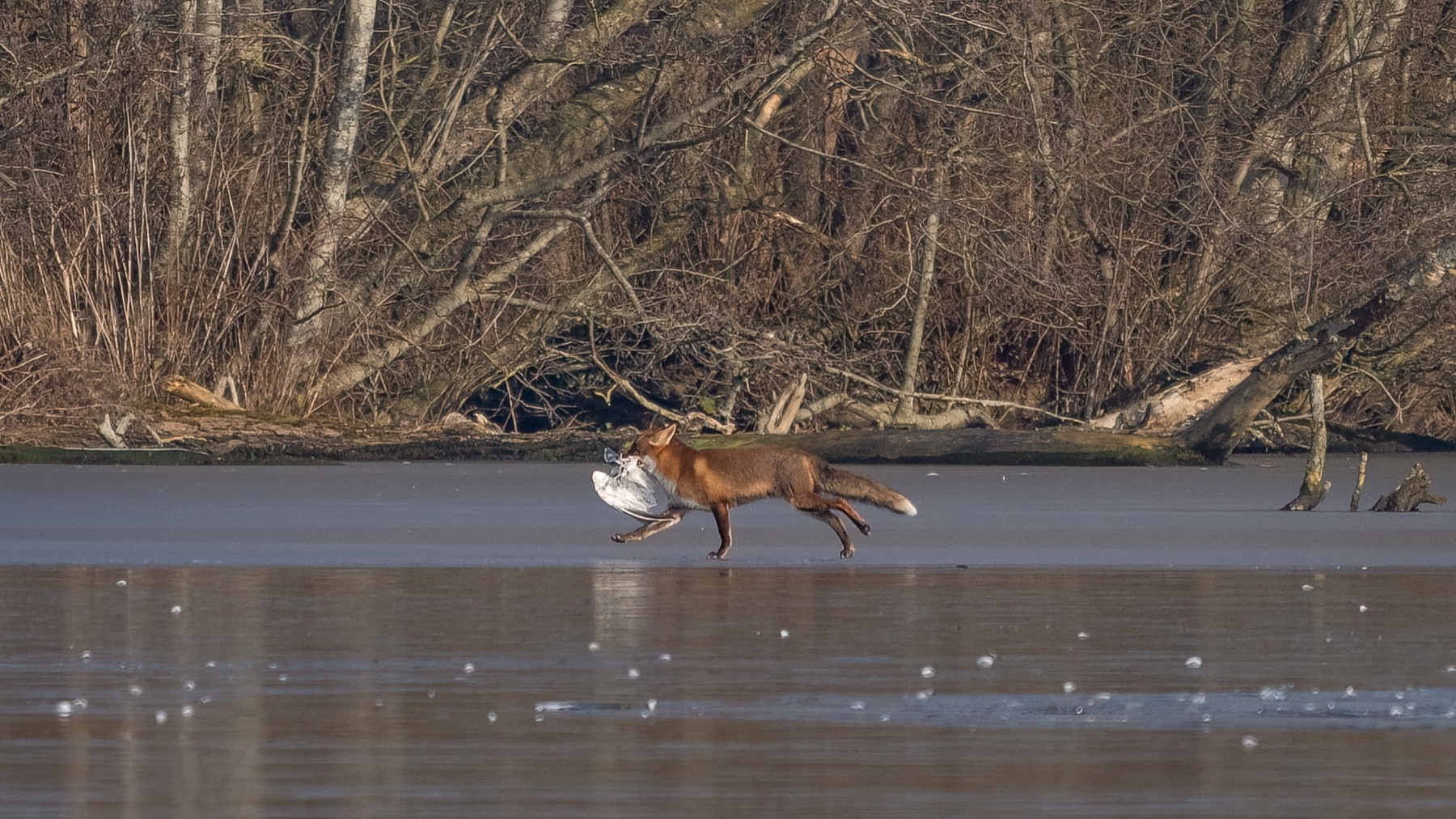 Mammals photograph — Vos/Fox — naturephotography.art