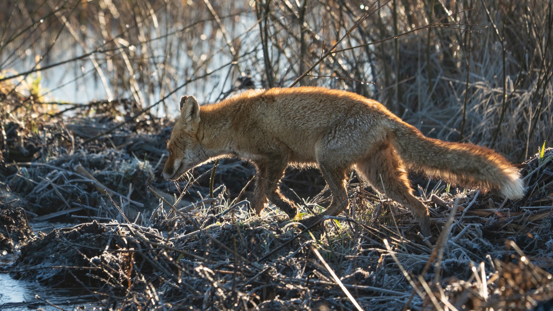 Mammals photograph — Vos/Fox — naturephotography.art