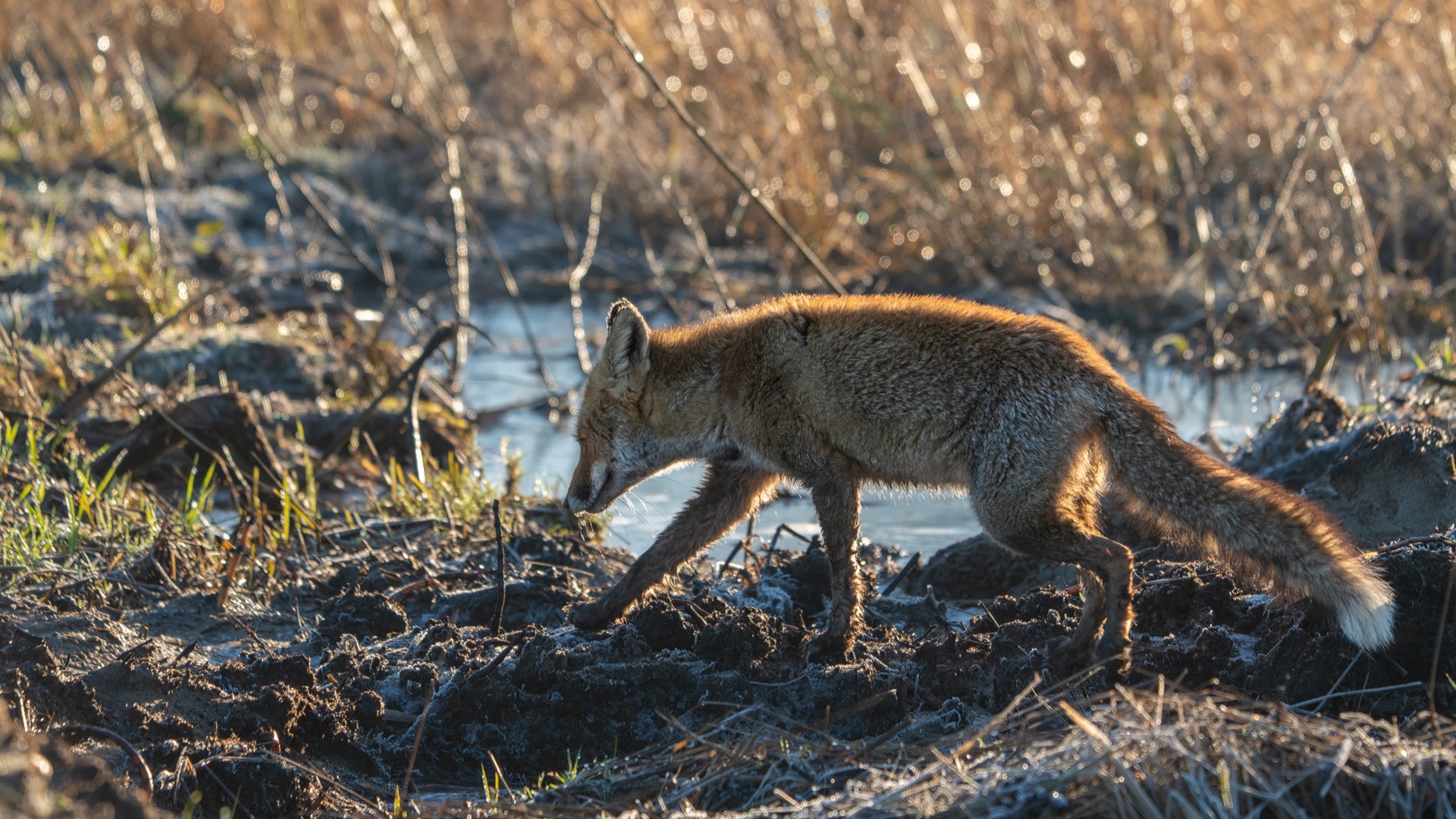 Mammals photograph — Vos/Fox — naturephotography.art