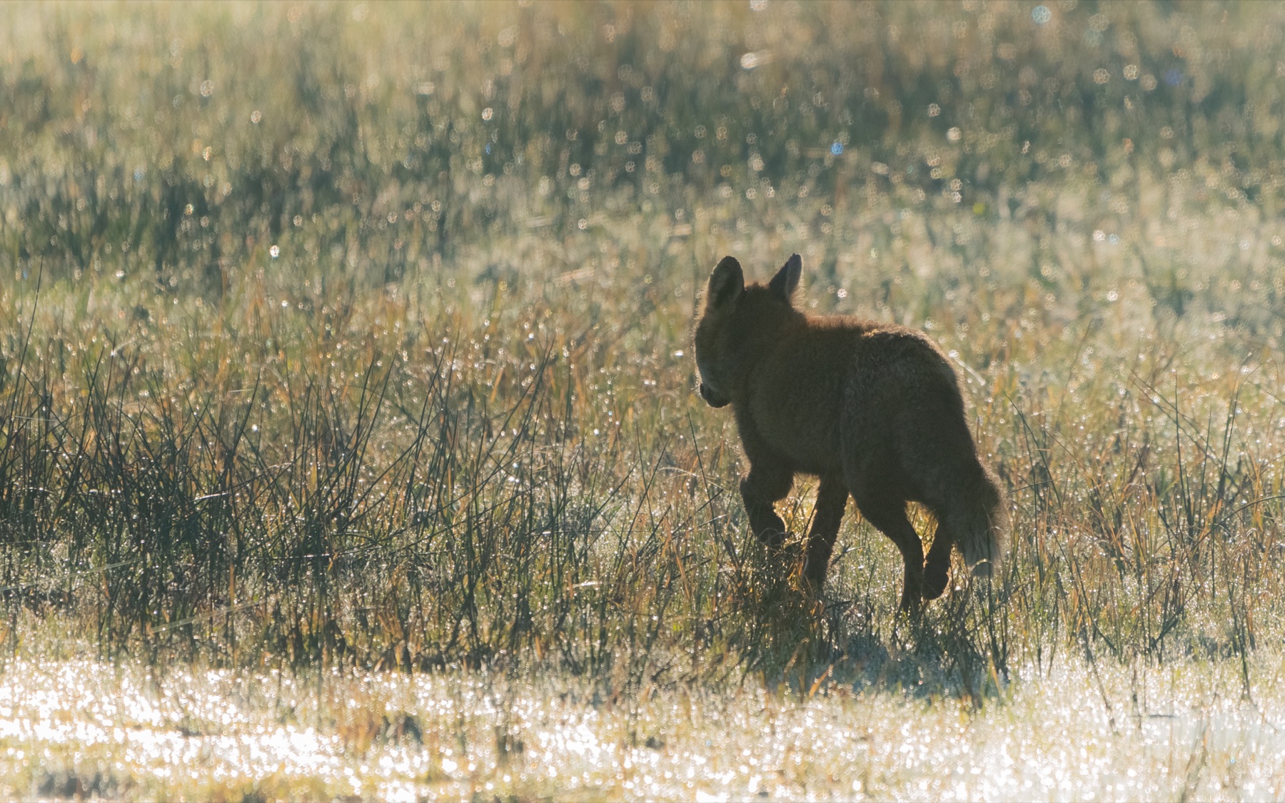Mammals photograph — Vos/Fox — naturephotography.art