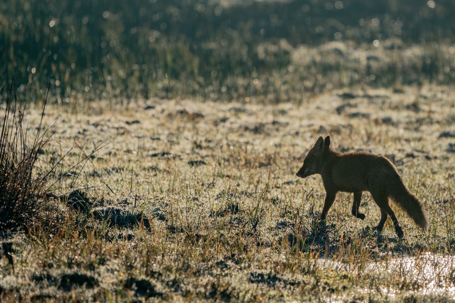 Mammals photograph — Vos/Fox — naturephotography.art