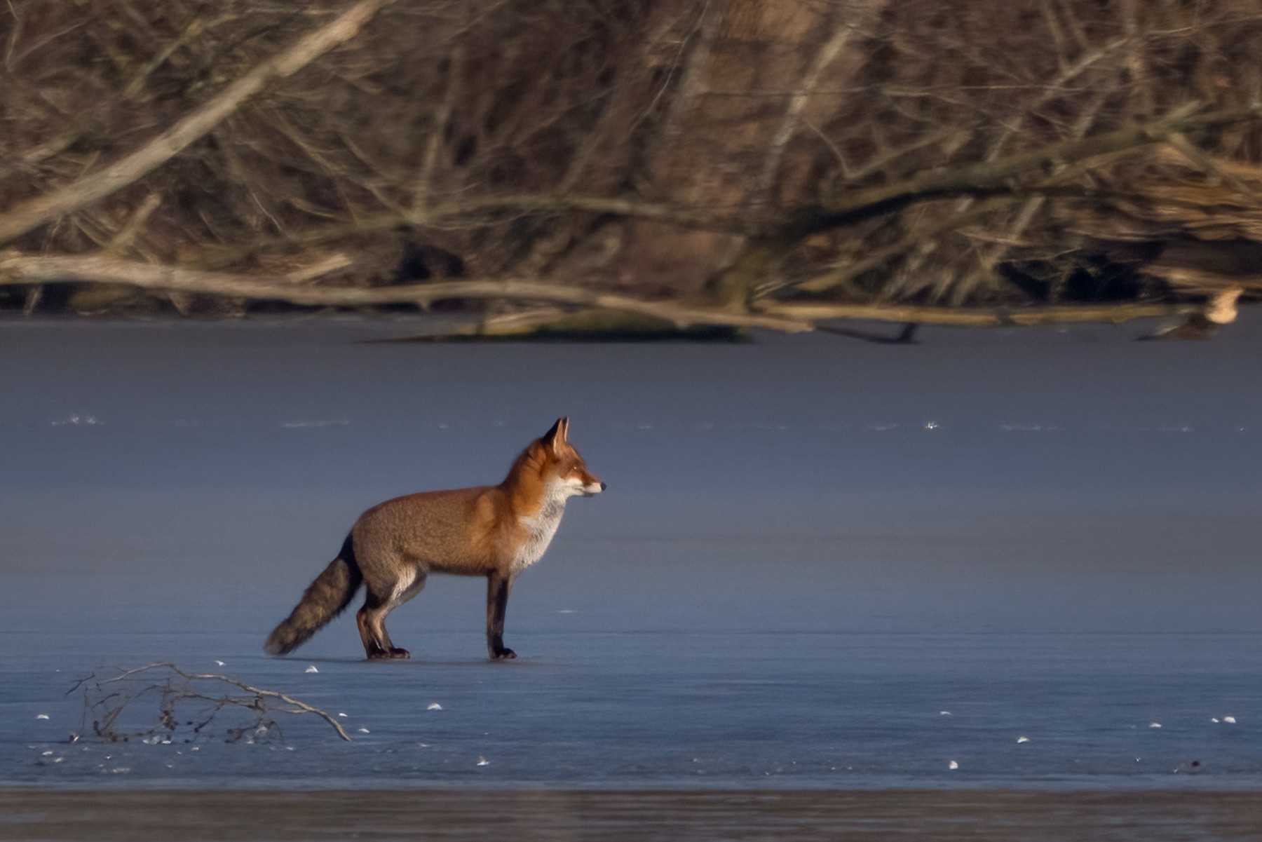Mammals photograph — Vos/Fox — naturephotography.art