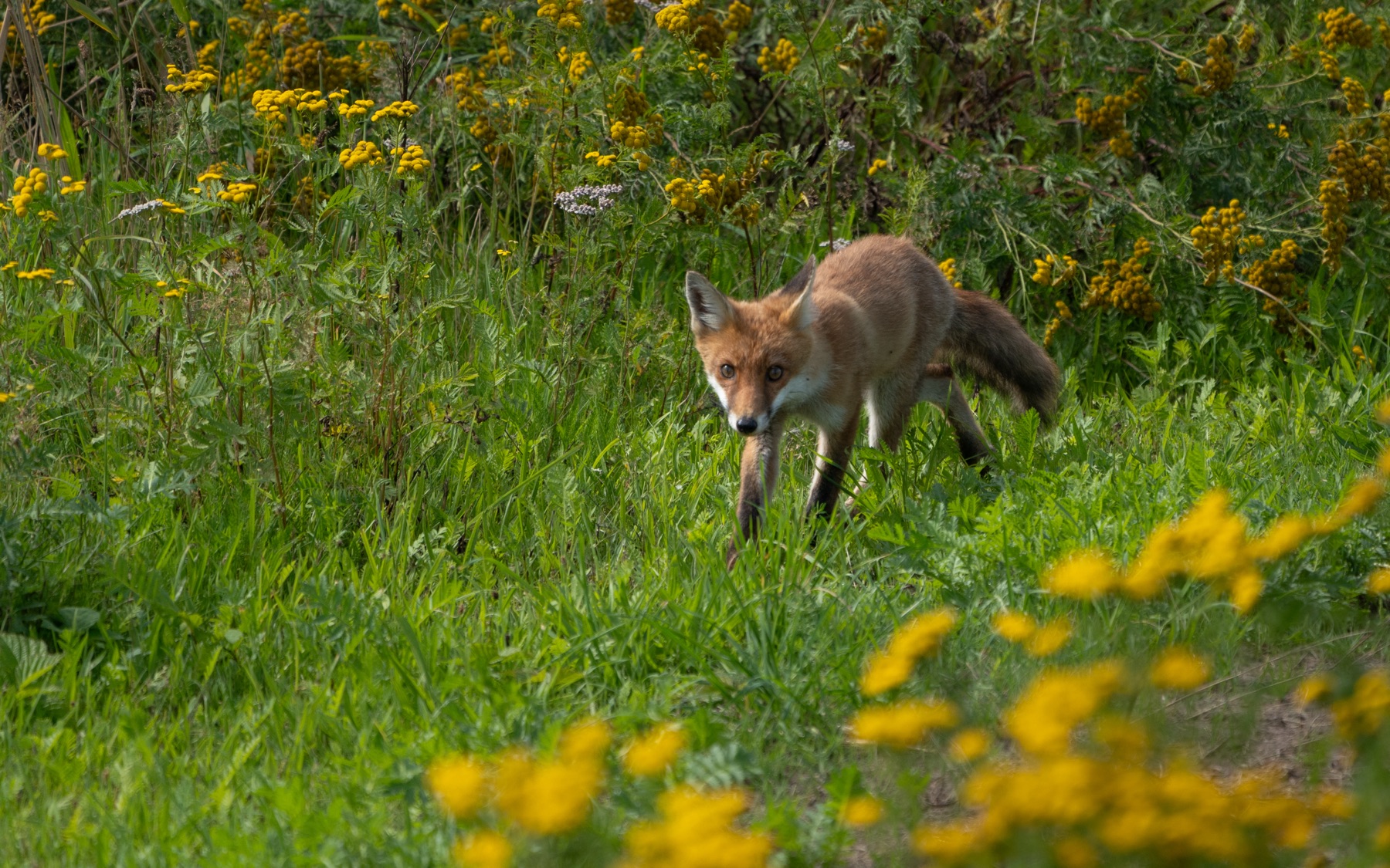 Mammals photograph — Vos/Fox — naturephotography.art