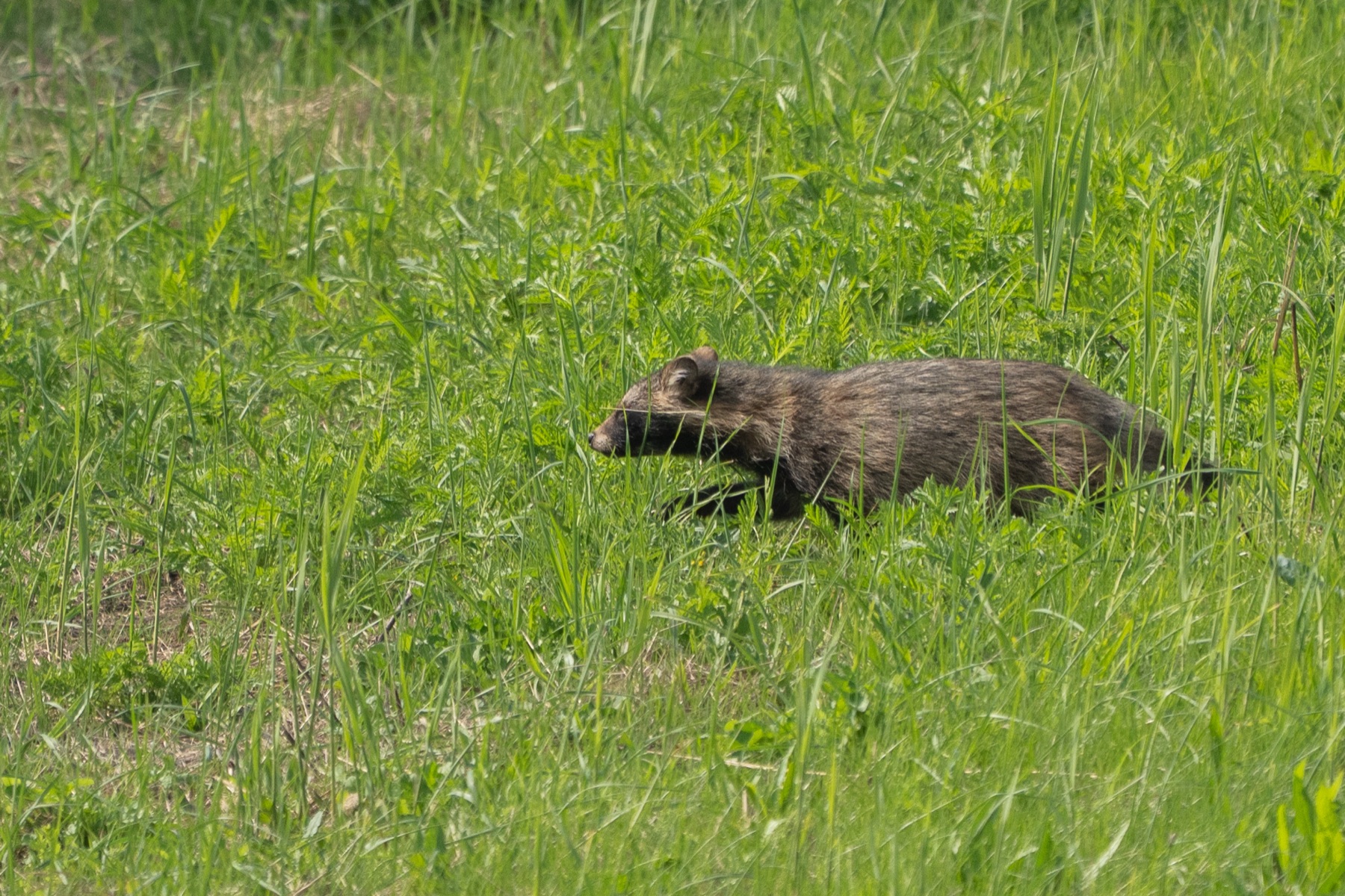 Mammals photograph — Wasbeerhond/Raccoon Dog — naturephotography.art