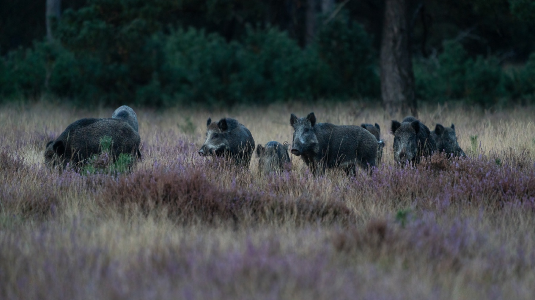 Mammals photograph — Wild Zwijn/Wild Boar — naturephotography.art