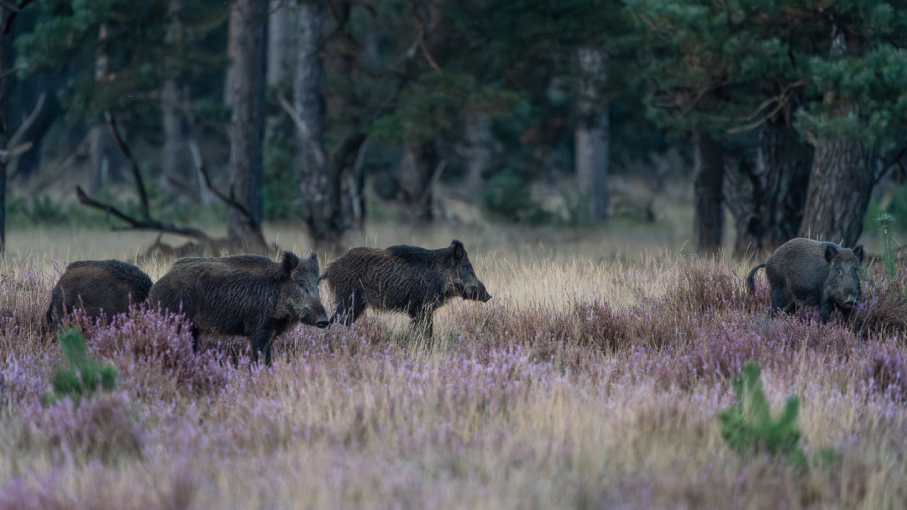 Mammals photograph — Wild Zwijn/Wild Boar — naturephotography.art
