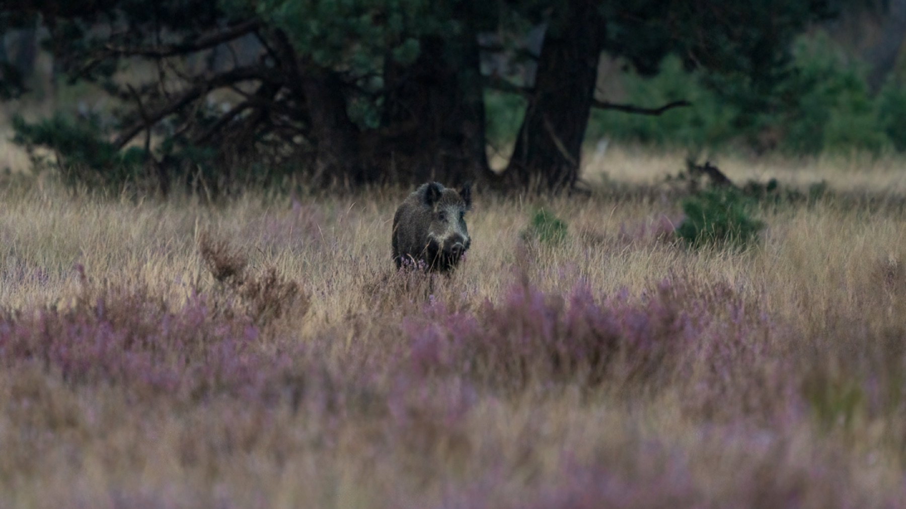 Mammals photograph — Wild Zwijn/Wild Boar — naturephotography.art