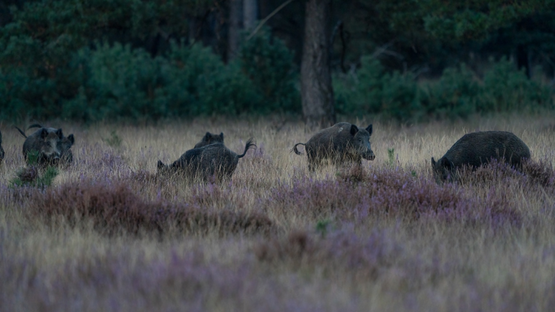 Mammals photograph — Wild Zwijn/Wild Boar — naturephotography.art