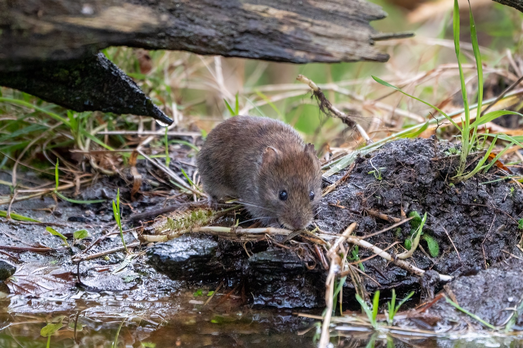 Mammals photograph — Woelmuis — naturephotography.art