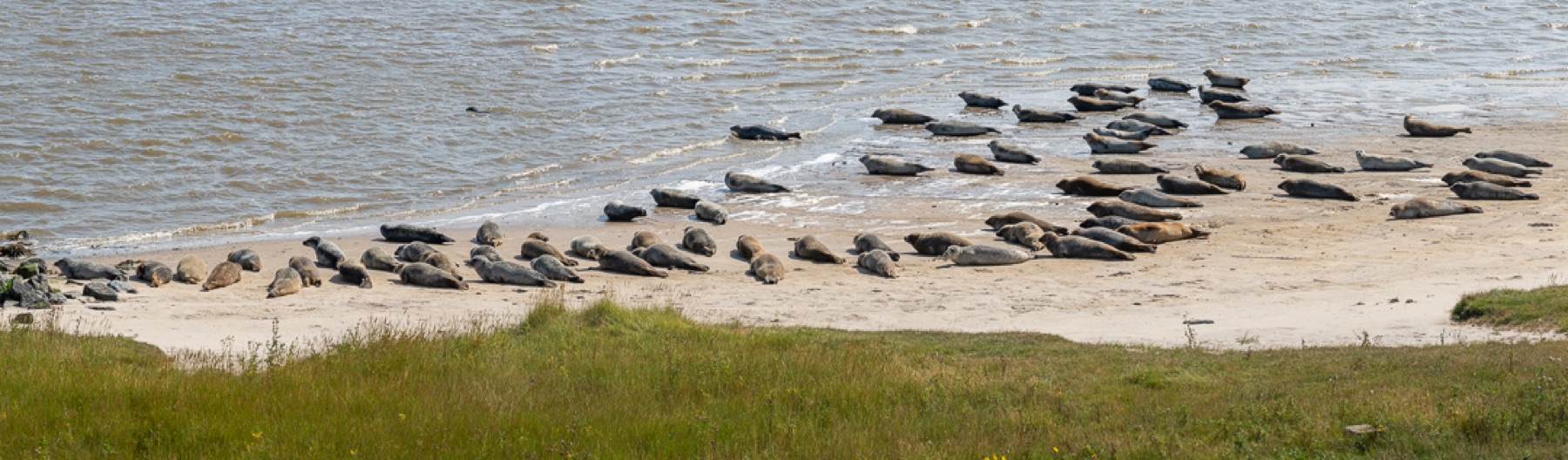 Mammals photograph — Zeehonden/Seals — naturephotography.art