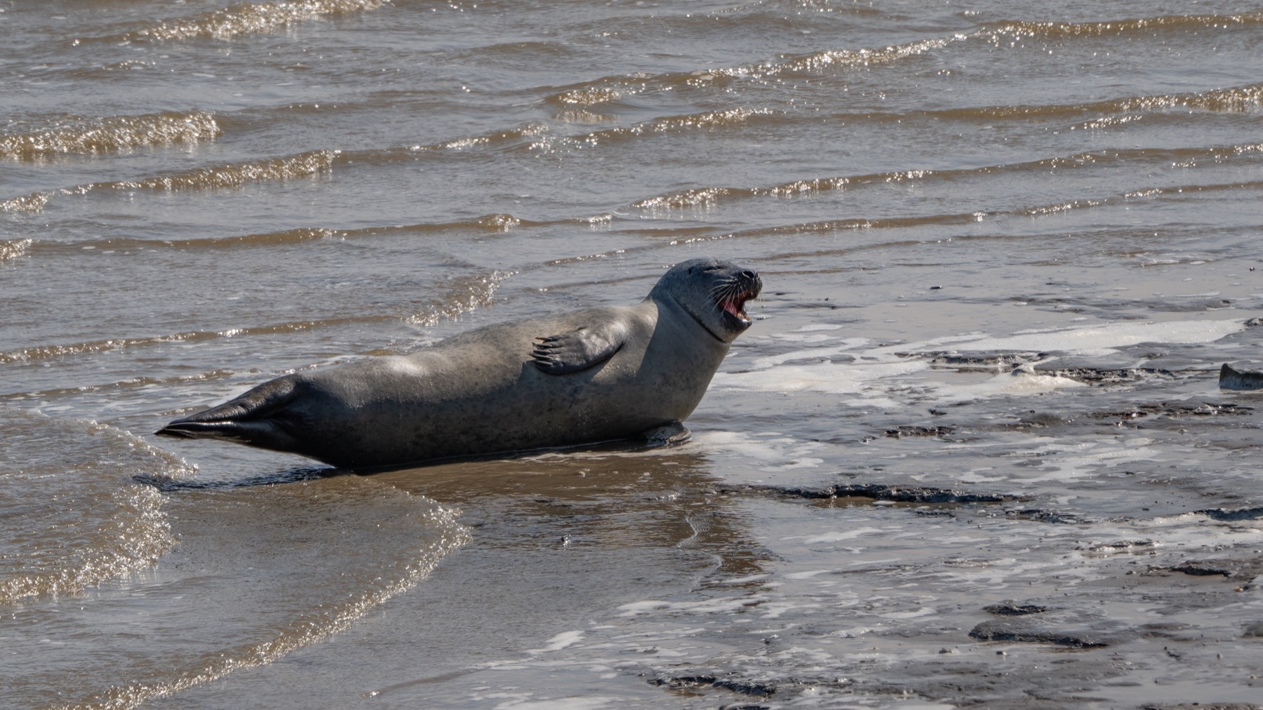 Mammals photograph — Zeehonden/Seals — naturephotography.art