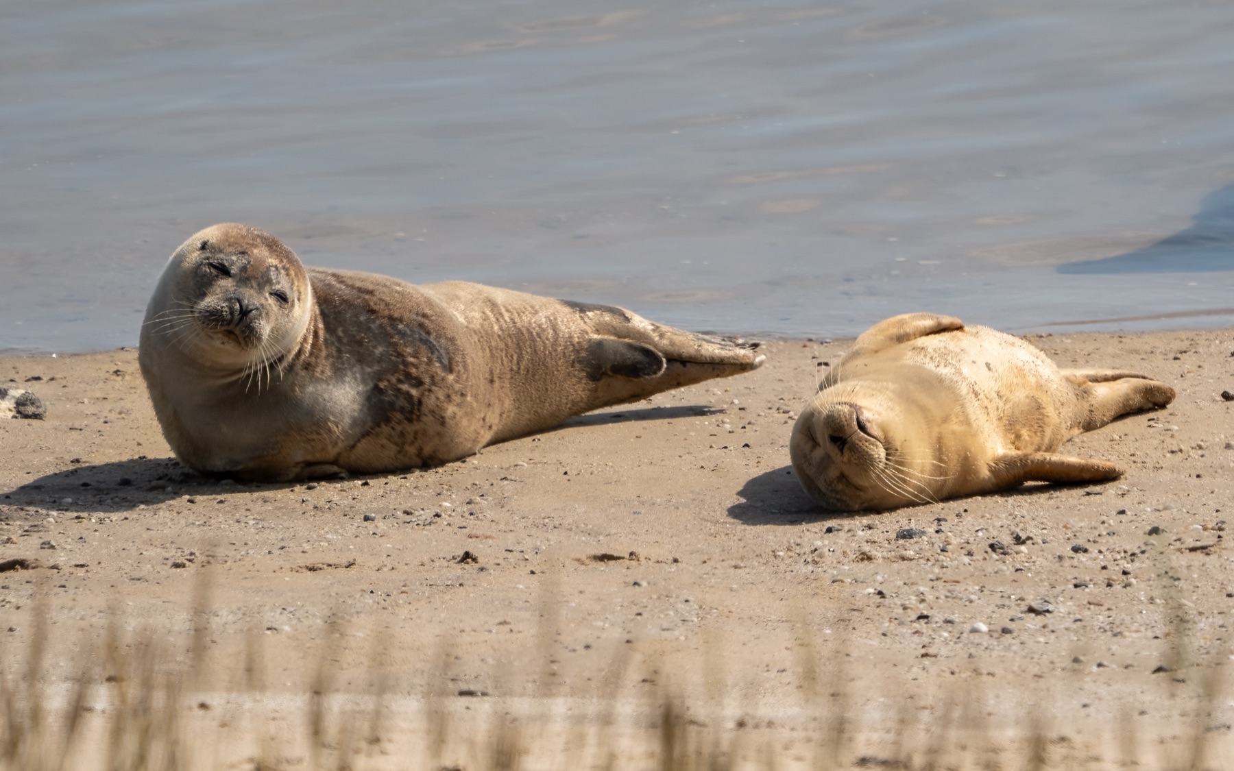 Mammals photograph — Zeehonden/Seals — naturephotography.art