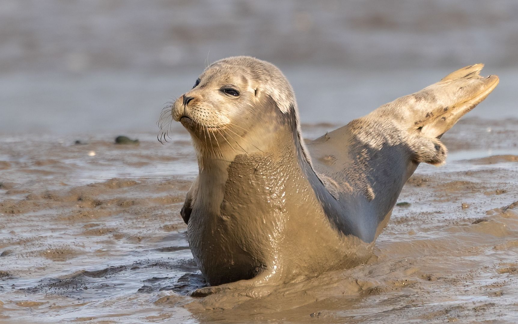 Mammals photograph — Zeehonden/Seals — naturephotography.art