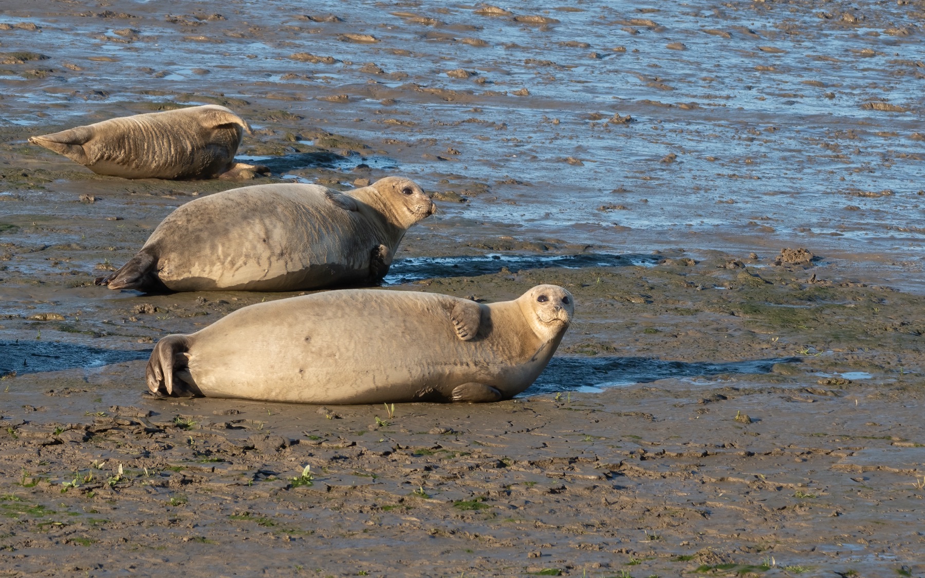 Mammals photograph — Zeehonden/Seals — naturephotography.art