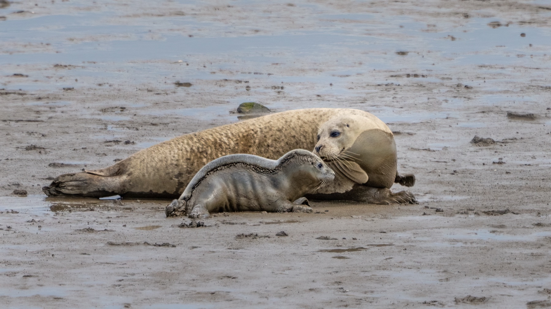 Mammals photograph — Zeehonden/Seals — naturephotography.art