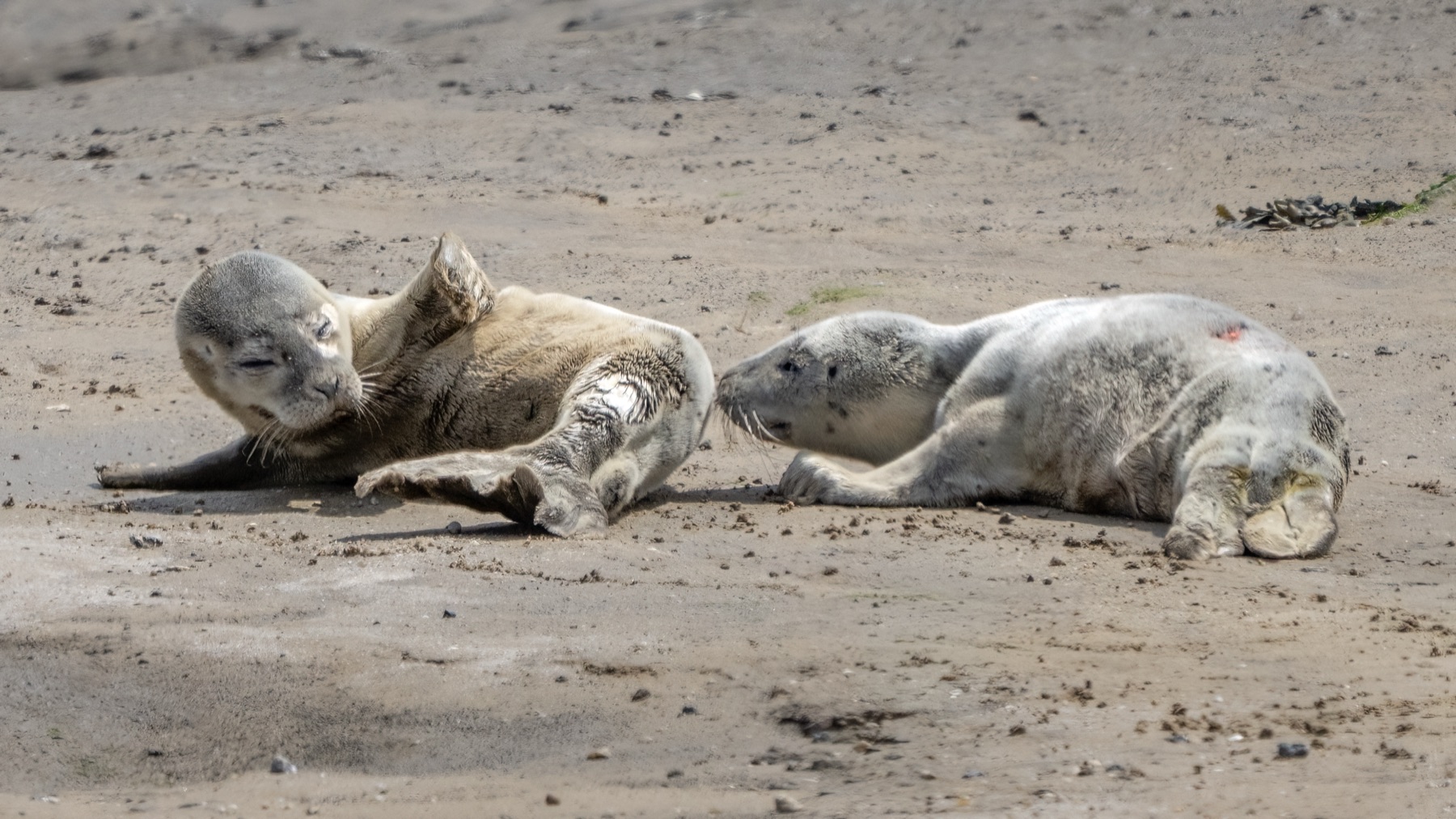 Mammals photograph — Zeehonden/Seals — naturephotography.art