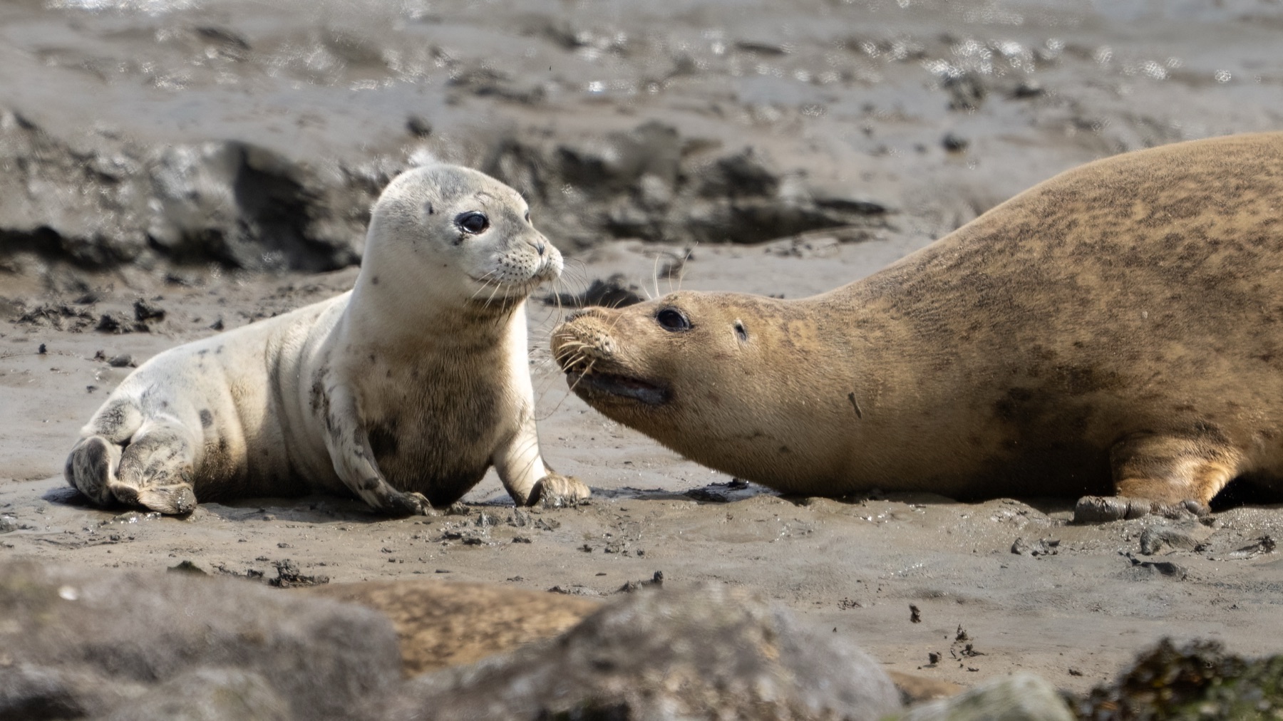 Mammals photograph — Zeehonden/Seals — naturephotography.art