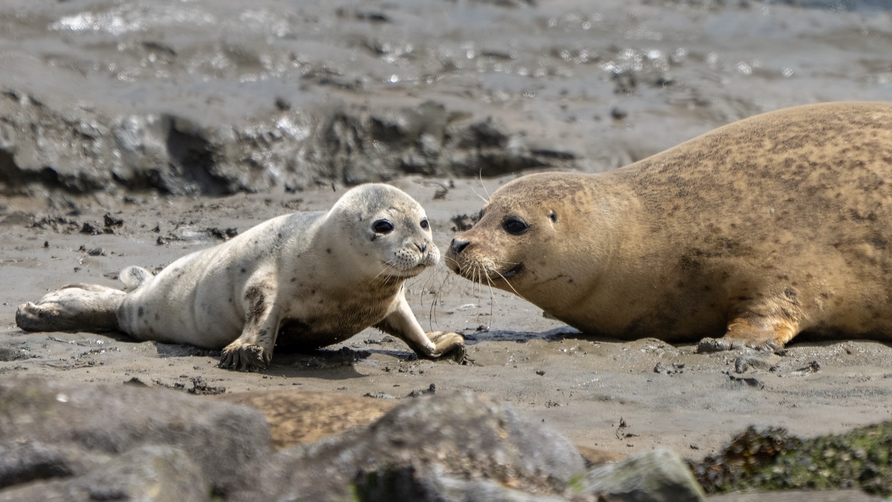 Mammals photograph — Zeehonden/Seals — naturephotography.art