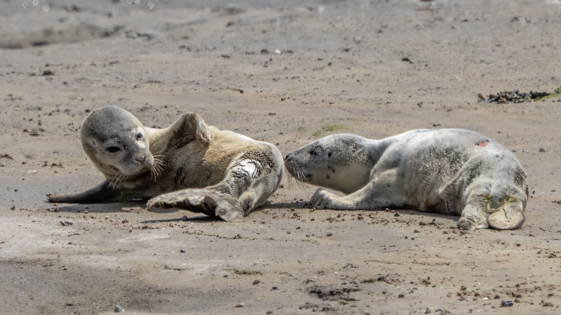 Mammals photograph — Zeehonden/Seals — naturephotography.art