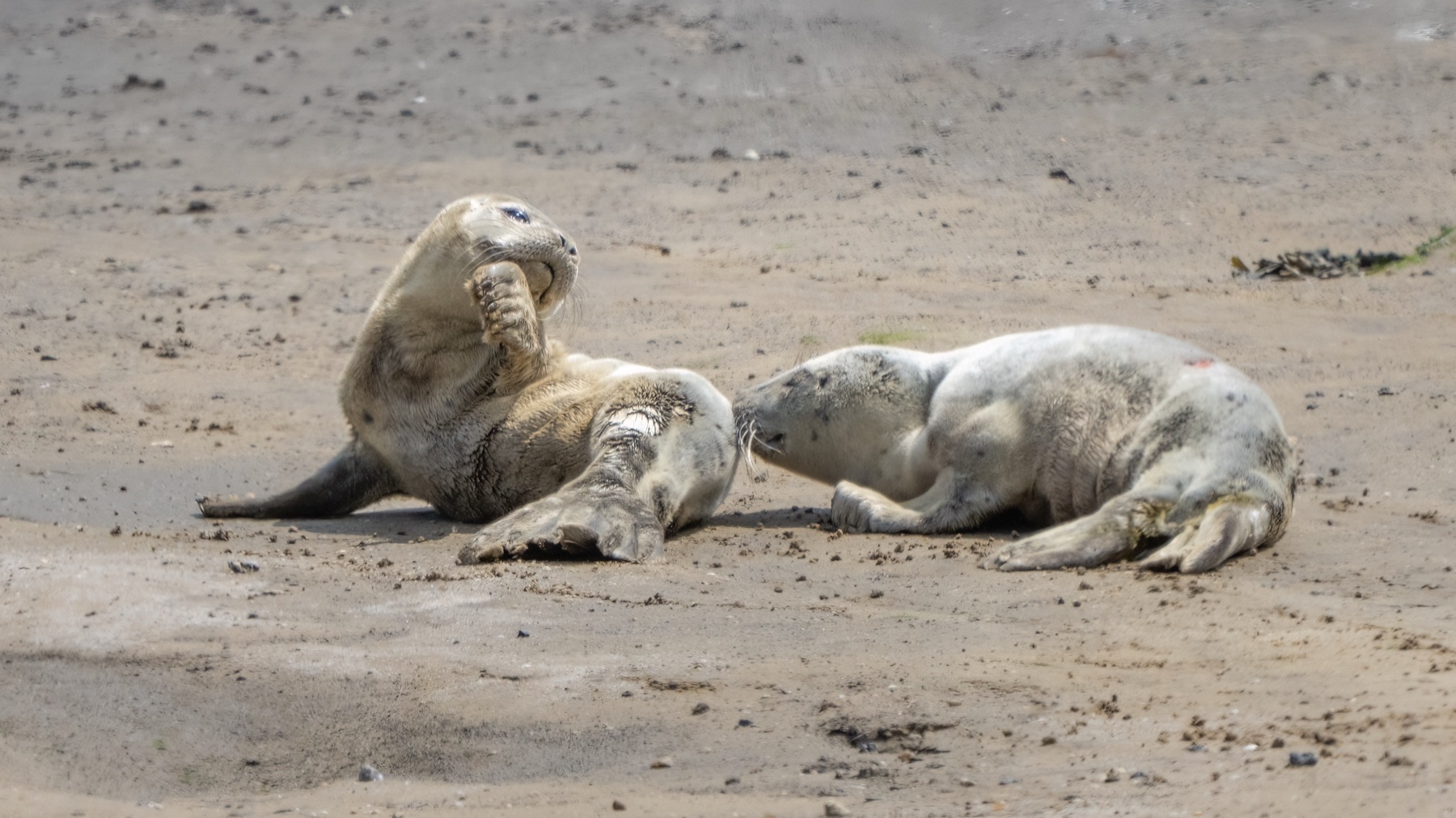 Mammals photograph — Zeehonden/Seals — naturephotography.art
