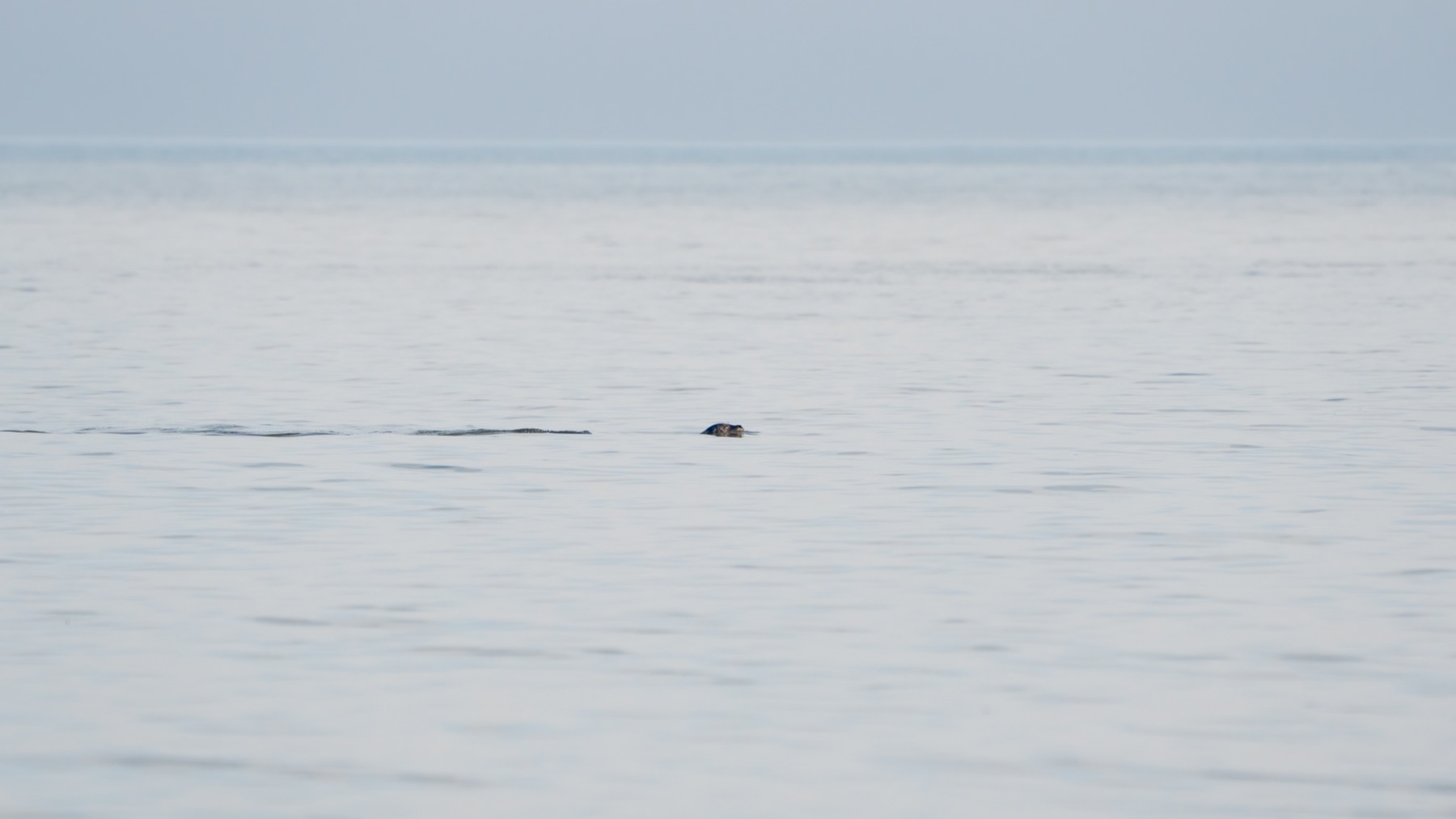 Mammals photograph — Zeehonden/Seals — naturephotography.art